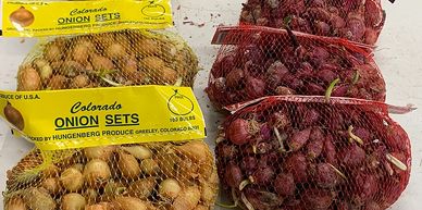 Bags of yellow and red onion sets ready for planting.