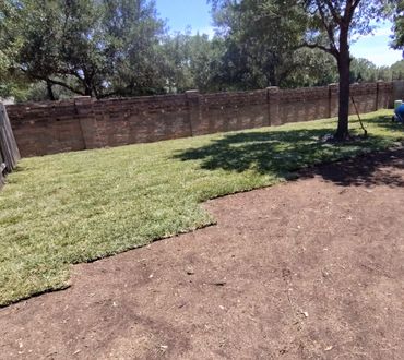 Fresh sod being laid in a backyard with trees and a brick wall.