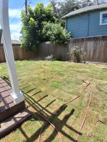 Newly laid sod in a backyard with a garden hose and wooden fence.