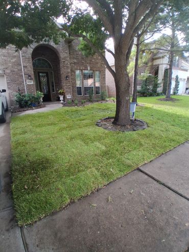 A freshly laid sod lawn in front of a brick house with a large tree.