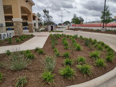 Planting and mulching
