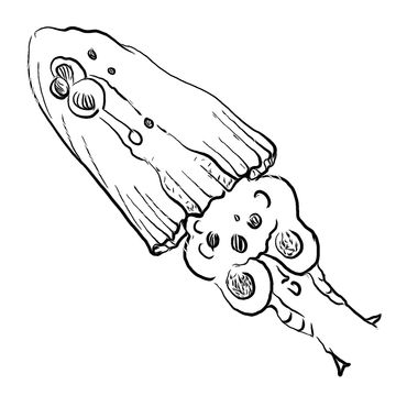 Marilyn Hill, Cephalopod, Plankton brush