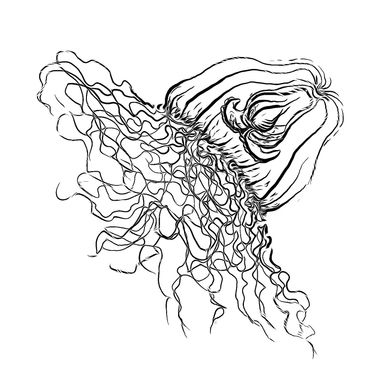 Marilyn Hill, Oceana armata, Plankton brush