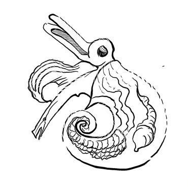 Marilyn Hill, Atlanta peronii, Plankton brush