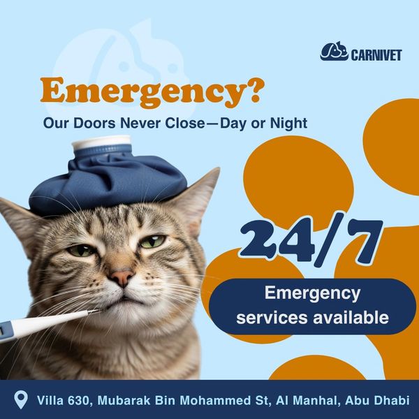CarniVet is a 24 hour veterinary Clinic offers emergency service with a sick cat image and location.