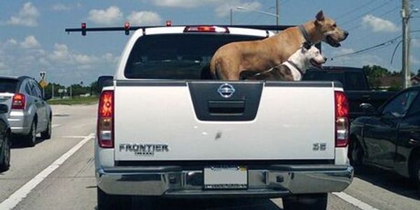 Two beautiful dogs standing in the bed of the truck at a traffic light. Watching the people in the c