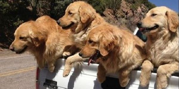 Beautiful dogs with big smiles, enjoying their ride with not a care in the world. And scary.