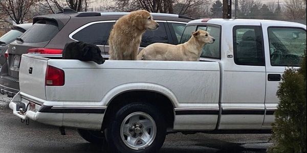 Taken by us at the veterinary office waiting for mom and dad return.