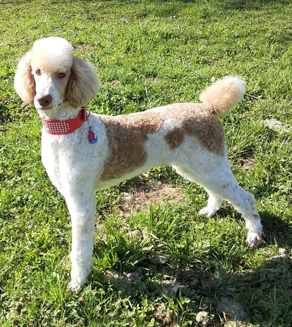 Our handsome boy Dakota he is white and apricot parti with liver points and copper eyes