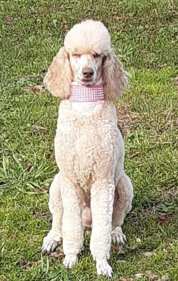 Our Beautiful girl Princess Fiona she is apricot with liver points and copper eyes
