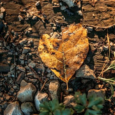 A heart-shaped autumn leaf lying on a textured ground with rocks and twigs.