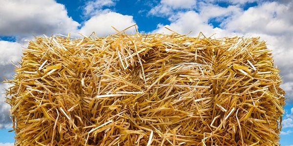 wheat straw barley straw rice hulls corn milo stalks industrial hemp bagasse biomass agricultural 