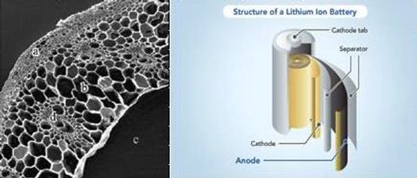 bio carbon lithium-ion batteries