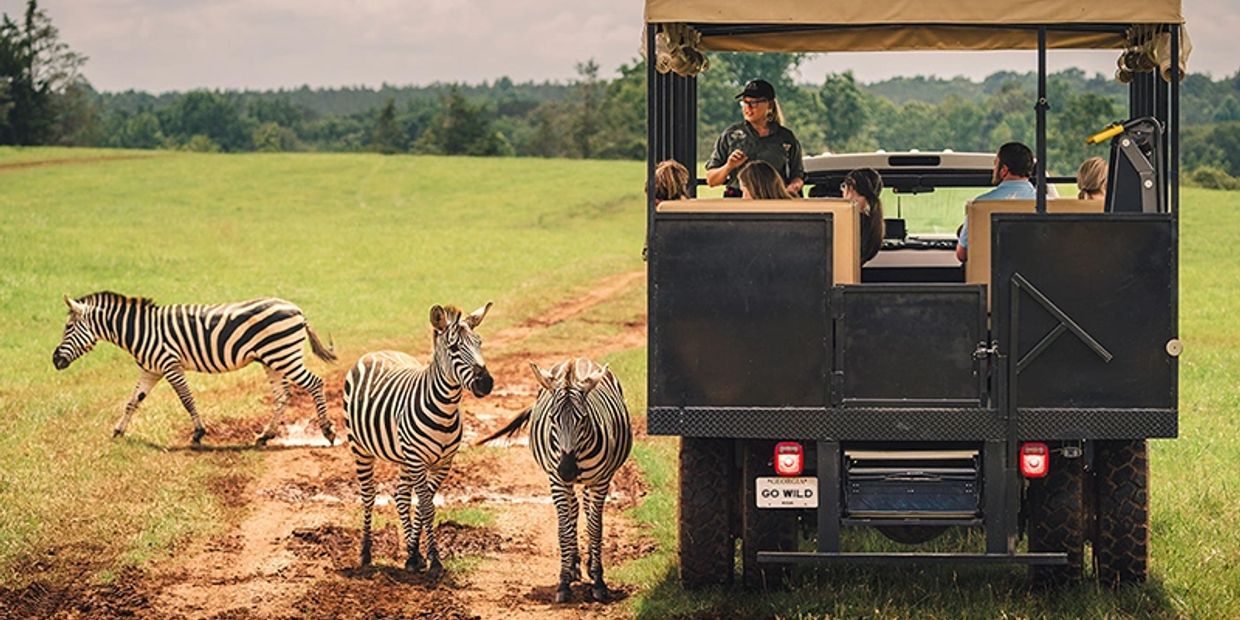 Safari vehicle observing zebras in a grassy landscape.