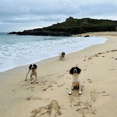 Three dogs on the beach during a dog walk