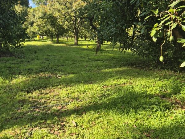 Green orchard with grass and trees under sunlight.