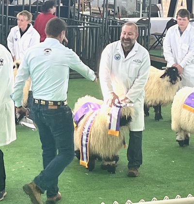 Sheep show with ribbons and participants in white coats.