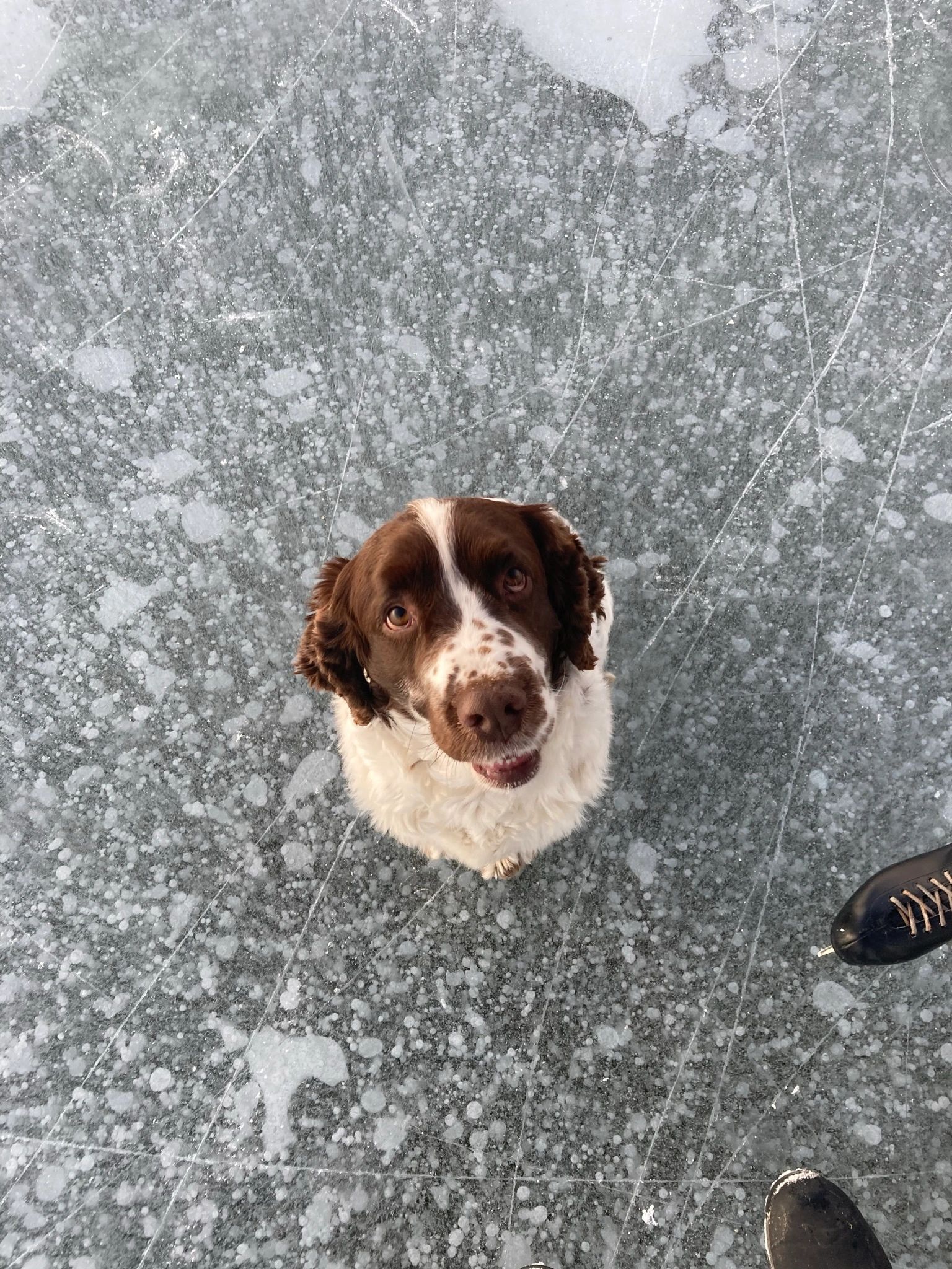 English Springer Spaniel Puppies - Lucky Dog Springers English Springer Spaniel Puppies - Lucky Dog Springers
