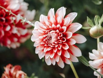 Several white and red dahlia flowers