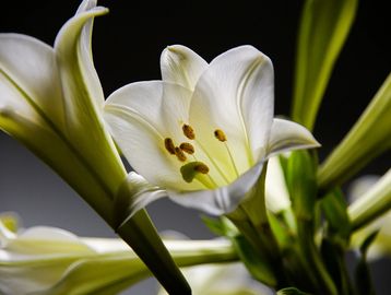 Three white lily flowers