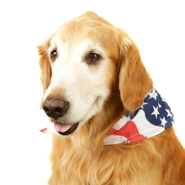 A dog wearing ribbon of United I'm looking ahead