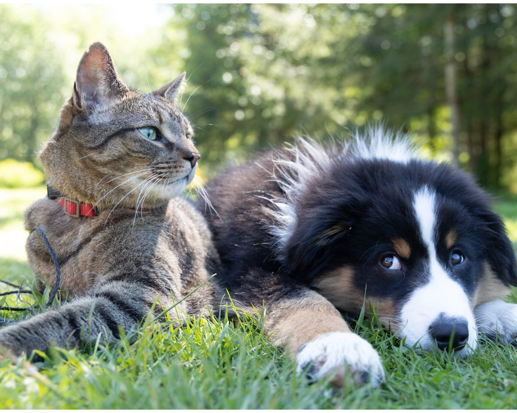 pet discounts on General Exams, Spay and Neuter, Health Certificates & Dental Cleanings