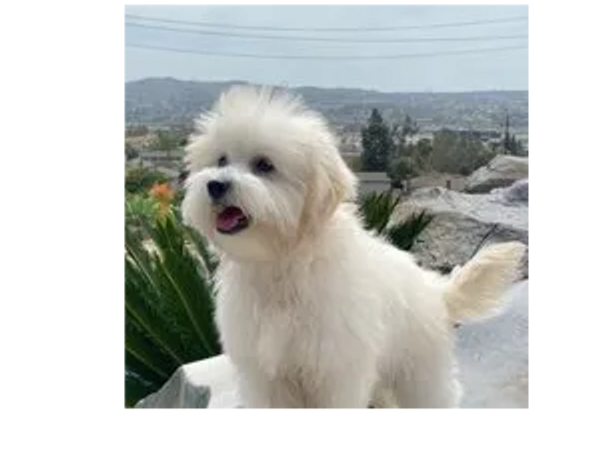 Healthier Pet Veterinary Care patient, Happy client.
