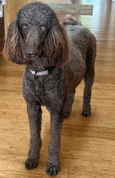 A curly-haired brown poodle standing indoors on a wooden floor.