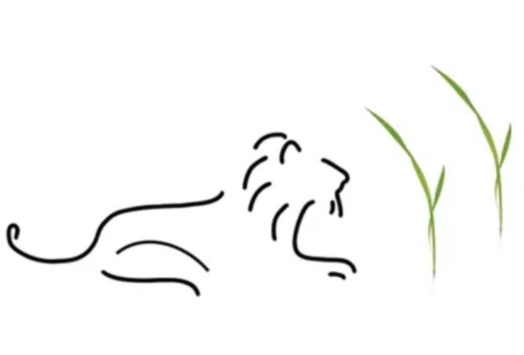 A side view of a full lion behind two long pieces of grass.