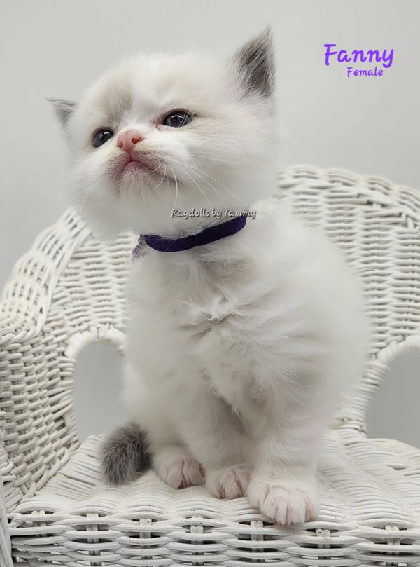 Fanny
Female
DOB 10-30-25