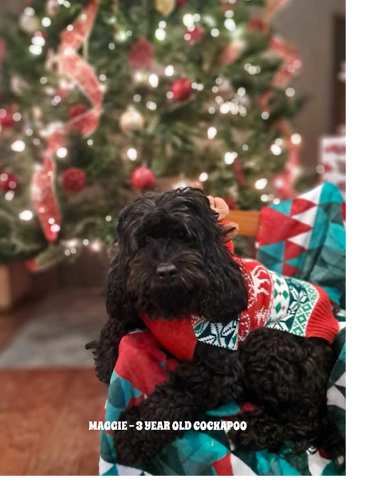 MAGGIE - 3 YEAR OLD COCKAPOO