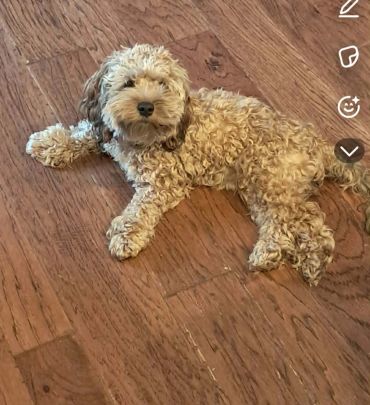 CHARLOTTE - COCKAPOO