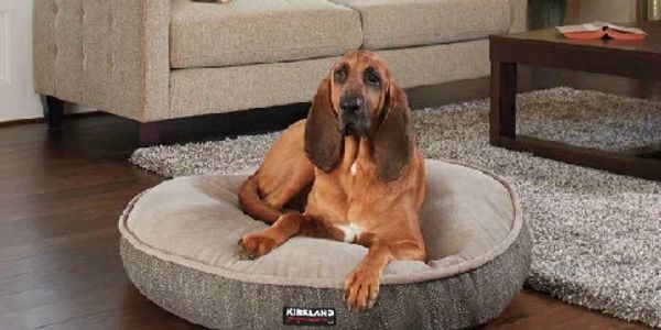 This is "Chief",  Costco , Kirkland TM Pet bed model-  A Lonestar Bloodhound