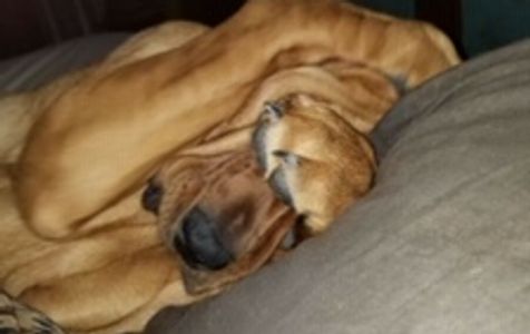 Dedicated to the service of the Bloodhound breed and their owners