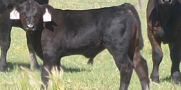 A picture of Irish Black cattle in CO