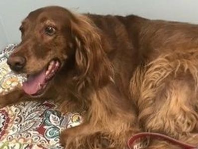 A happy brown dog lying on a colorful patterned blanket.