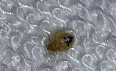 Bedbug after a blood meal needed for them to molt to the next stage of development