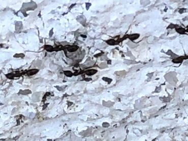 Ants - summer is here and so are they.