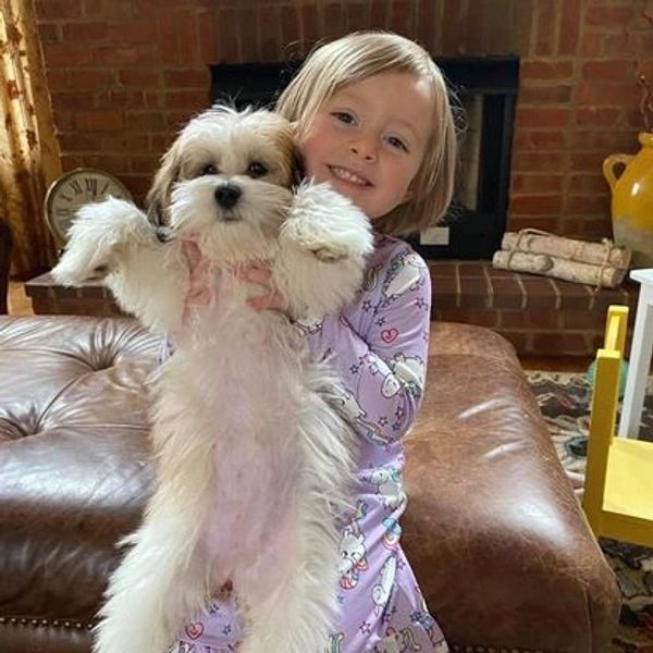 Rottweiler, Belgian Malinois, Dutch Shepherd for sale