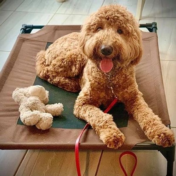 Rottweiler, Belgian Malinois, Dutch Shepherd for sale