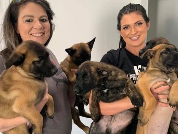 Rottweiler, Belgian Malinois, Dutch Shepherd for sale