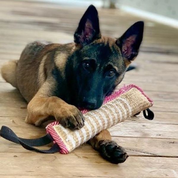 Rottweiler, Belgian Malinois, Dutch Shepherd for sale