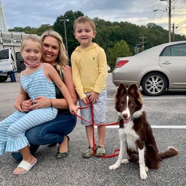 Rottweiler, Belgian Malinois, Dutch Shepherd for sale