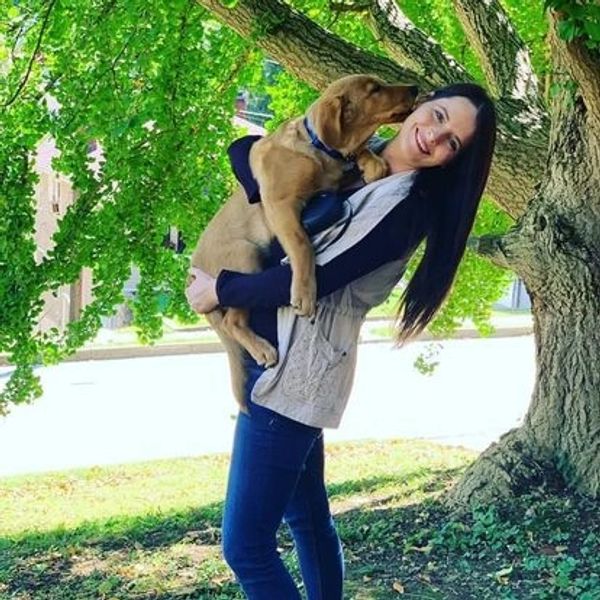 Rottweiler, Belgian Malinois, Dutch Shepherd for sale