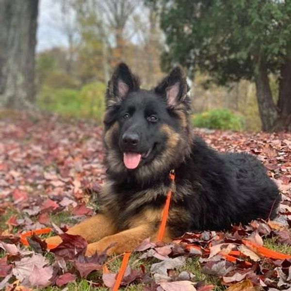 Rottweiler, Belgian Malinois, Dutch Shepherd for sale