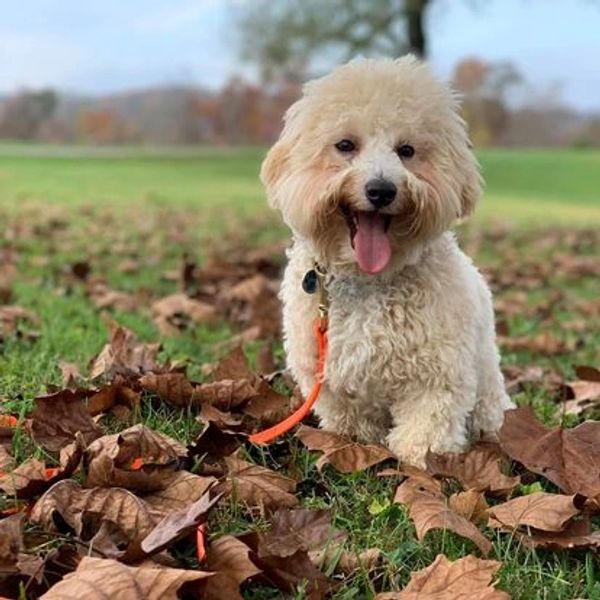 Rottweiler, Belgian Malinois, Dutch Shepherd for sale