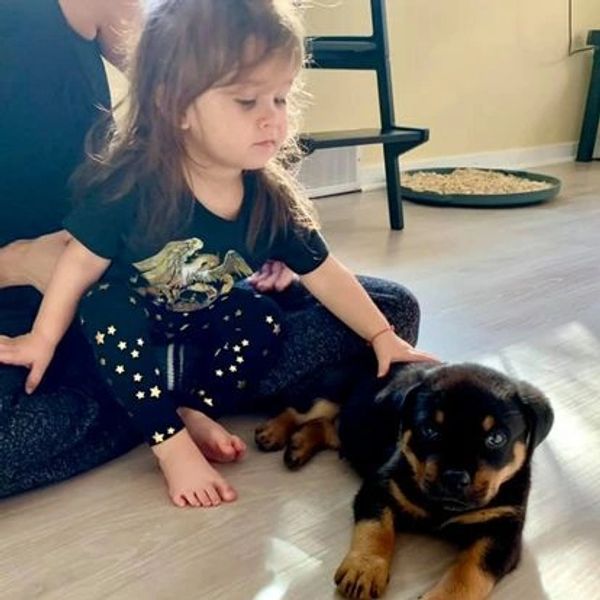 Rottweiler, Belgian Malinois, Dutch Shepherd for sale