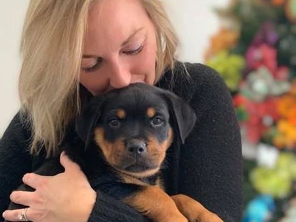 Rottweiler, Belgian Malinois, Dutch Shepherd for sale