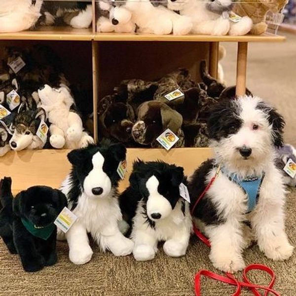 Rottweiler, Belgian Malinois, Dutch Shepherd for sale