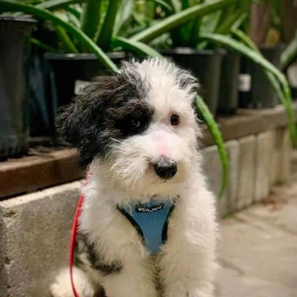 Rottweiler, Belgian Malinois, Dutch Shepherd for sale